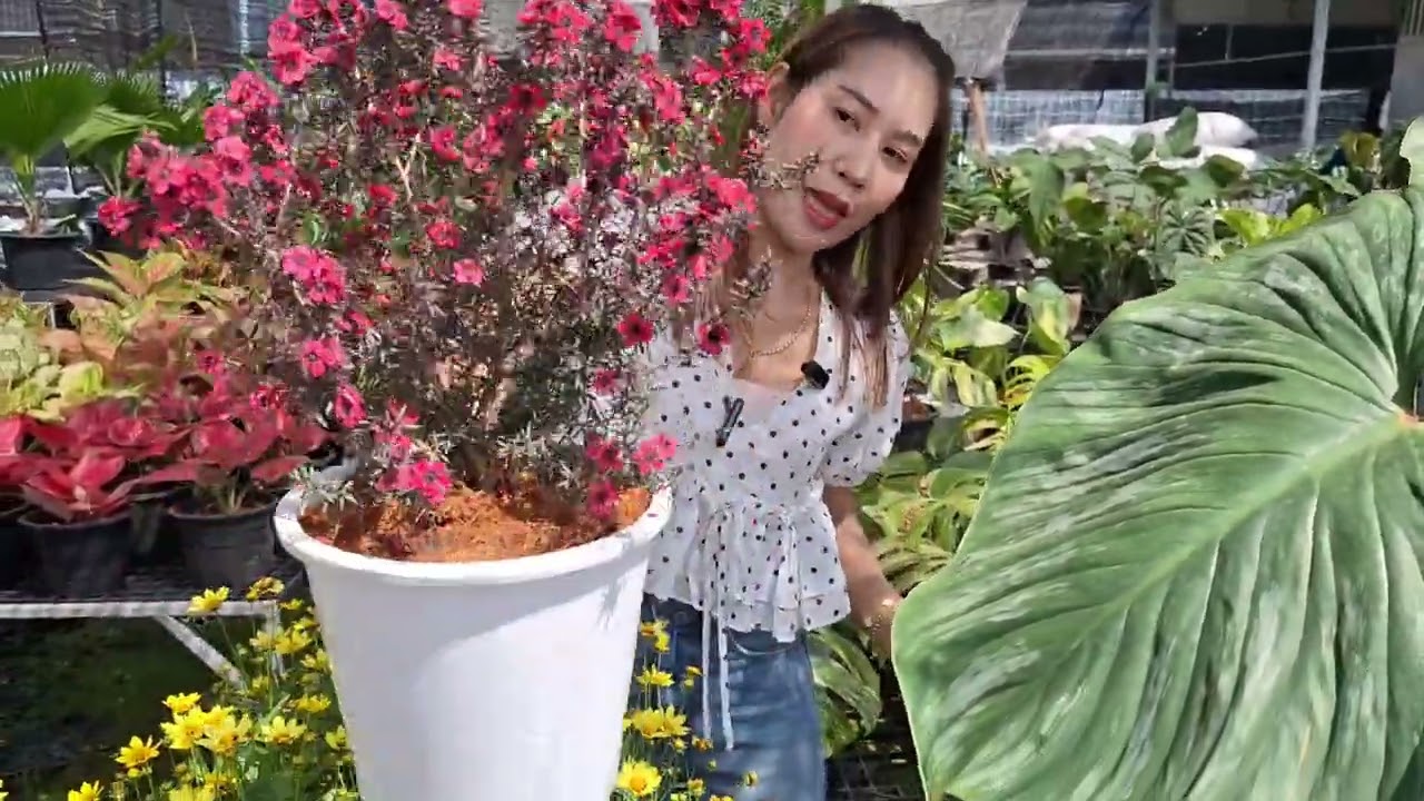 #ไม้ดอกไม้ประดับ เข้าใหม่
