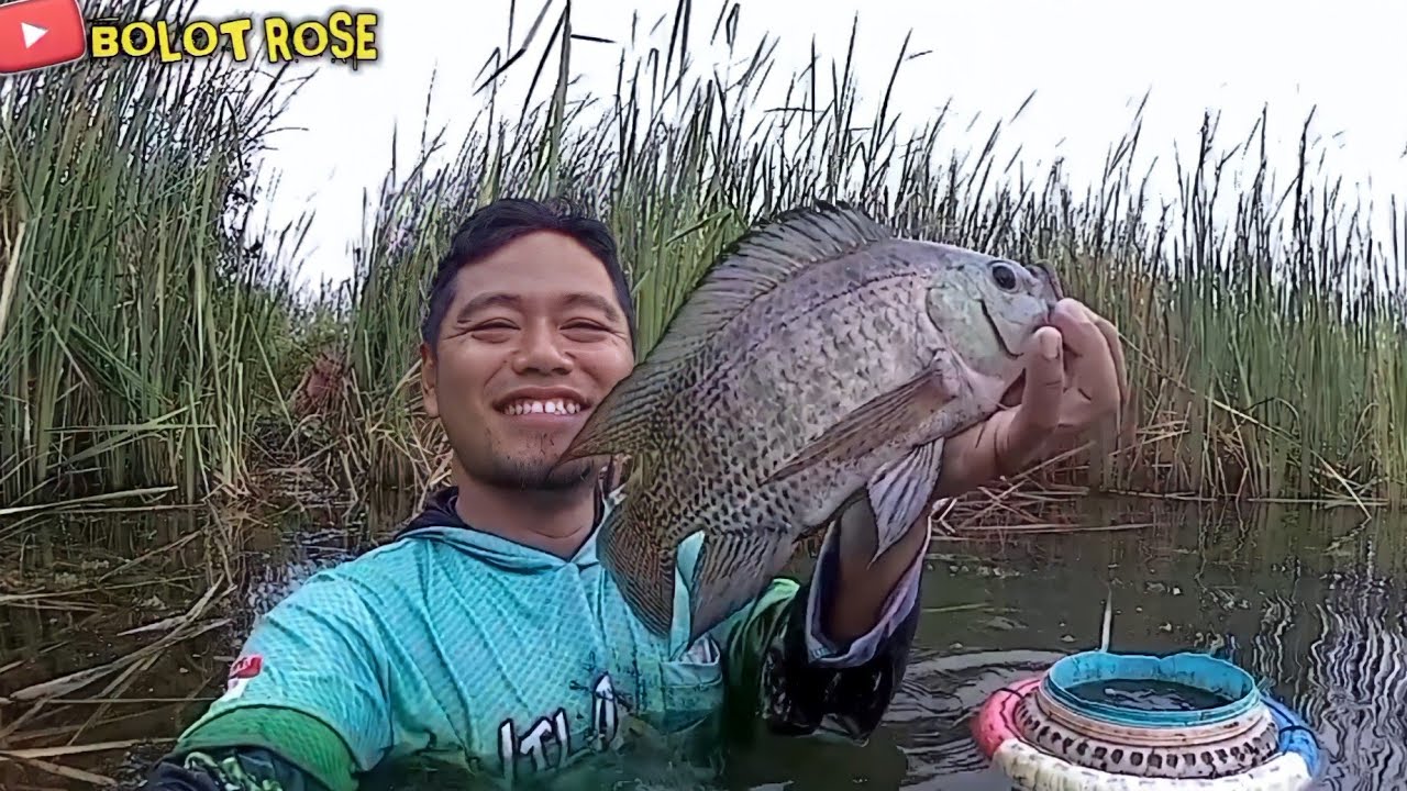 Tumbuhan Welingi Sarang Persembunyian Ikan Nila // Umpan Mancing Ikan Nila Di Air Jernih