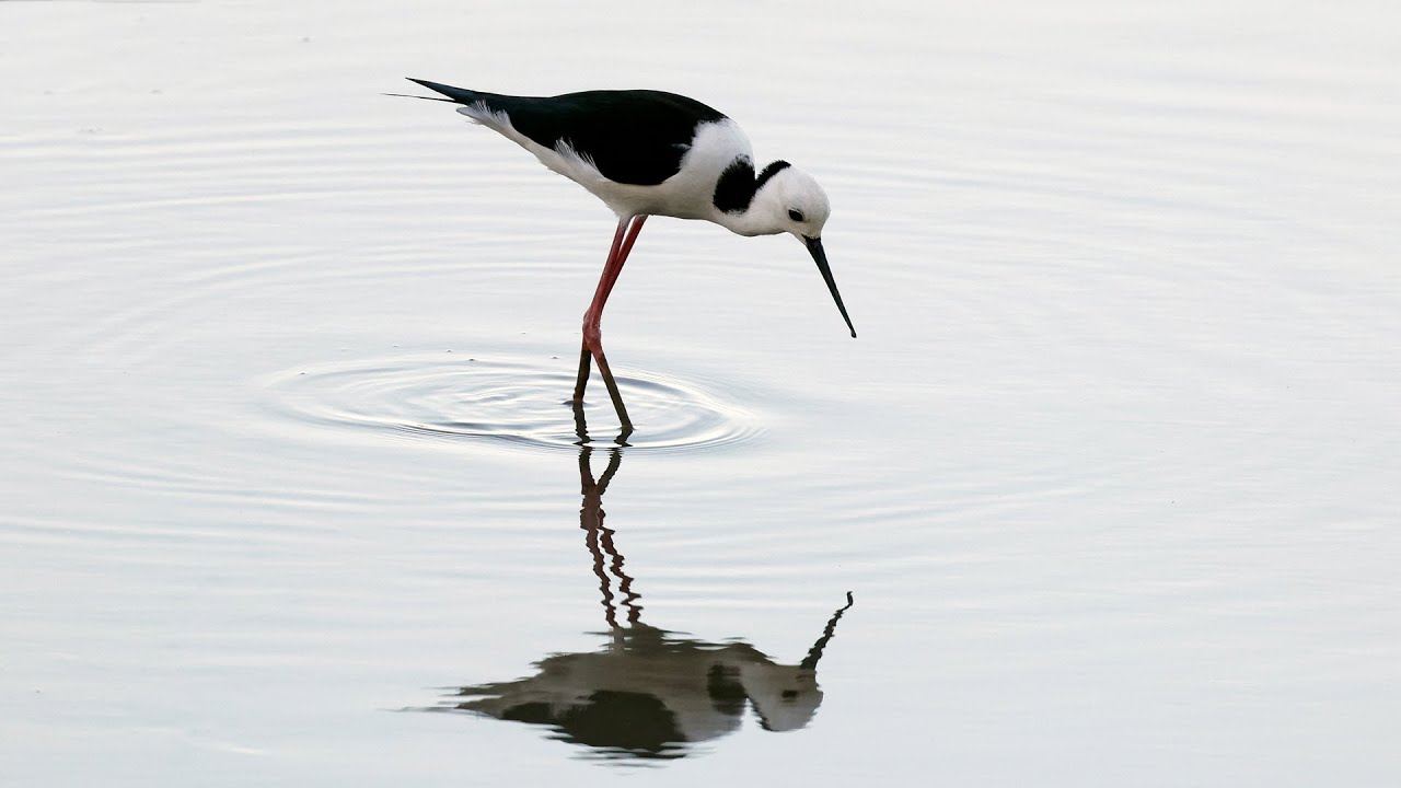 Australia Part 29: shorebirds at Barron River Mouth and Cairns Esplanade Oct 7 #canon_r5 #rf_100_500