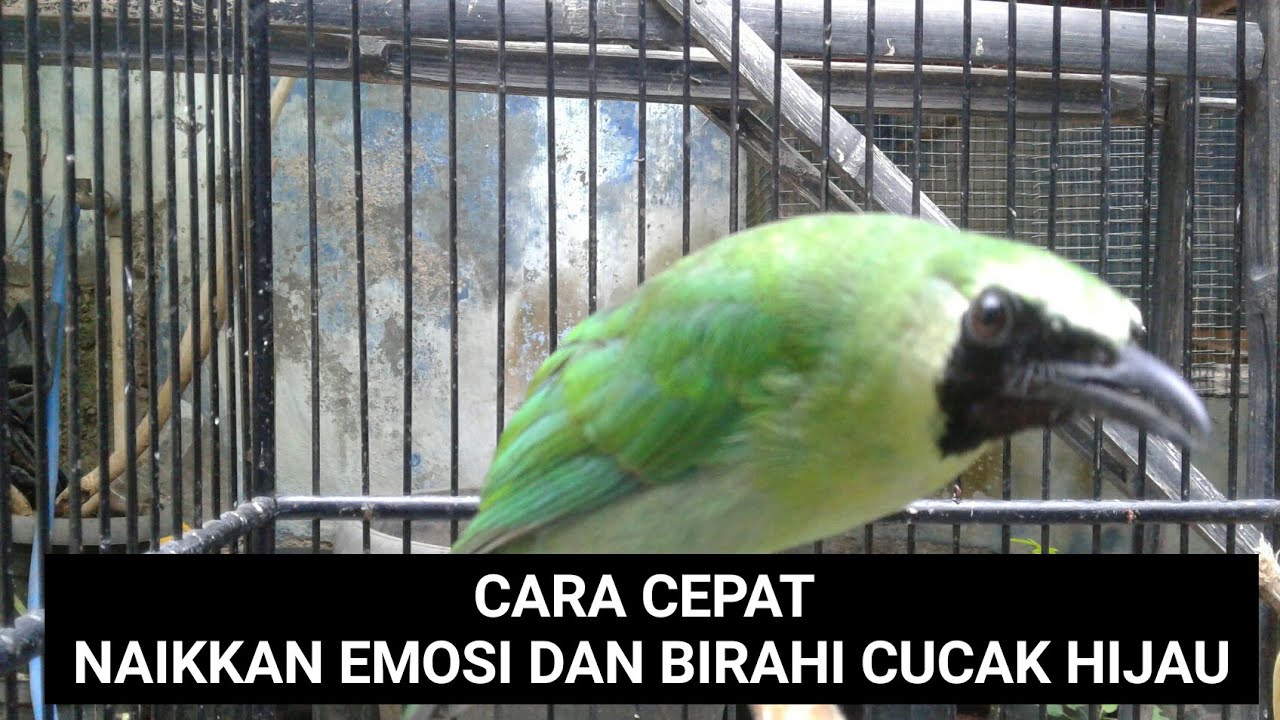 Cara cepat Naikkan Emosi dan Birahi CUCAK HIJAU