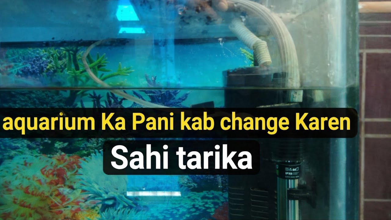 Aquarium Ka Pani kab change Karen# aquarium#video 