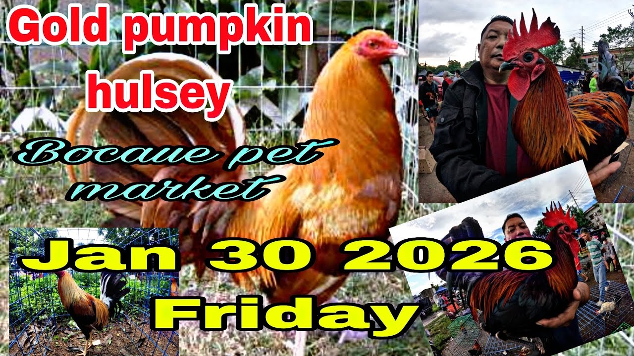 Gold pumpkin hulsey Bocaue pet market , Jan 30 2026 friday .