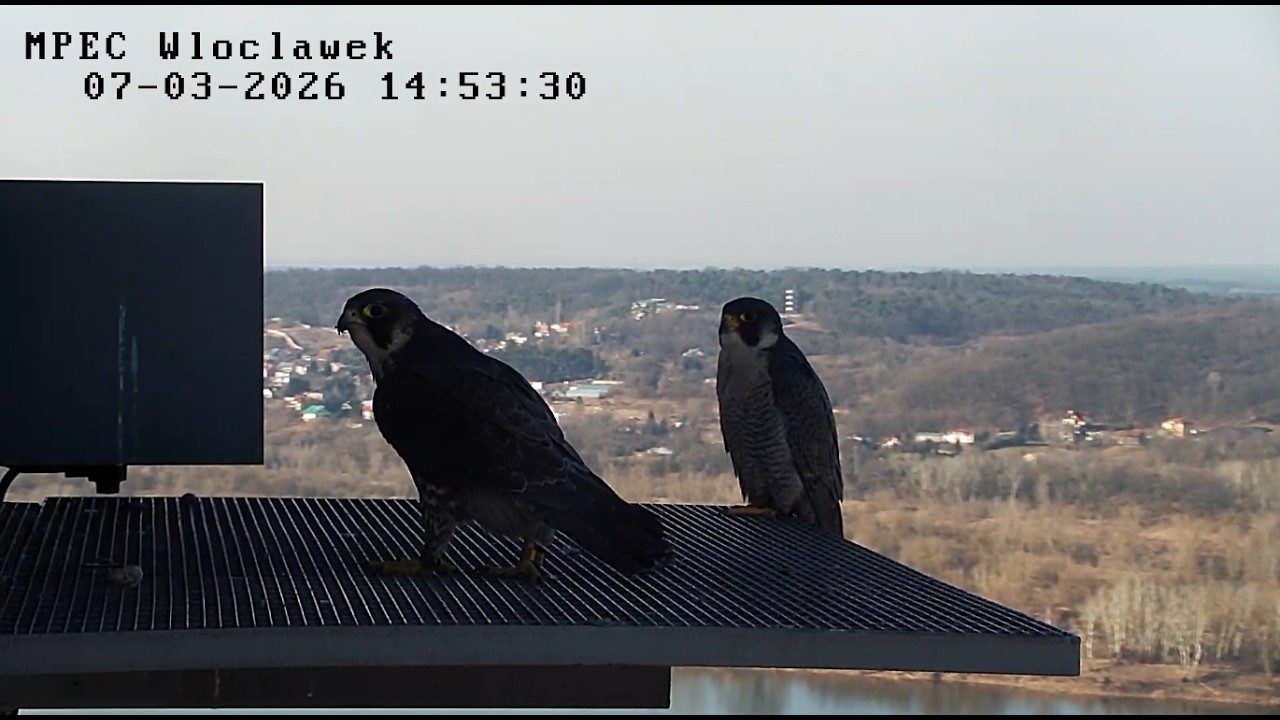 Włocławek MPEC 07 03 2026 2 ~ Szkwał & Odys & 🥚 & Zazamka