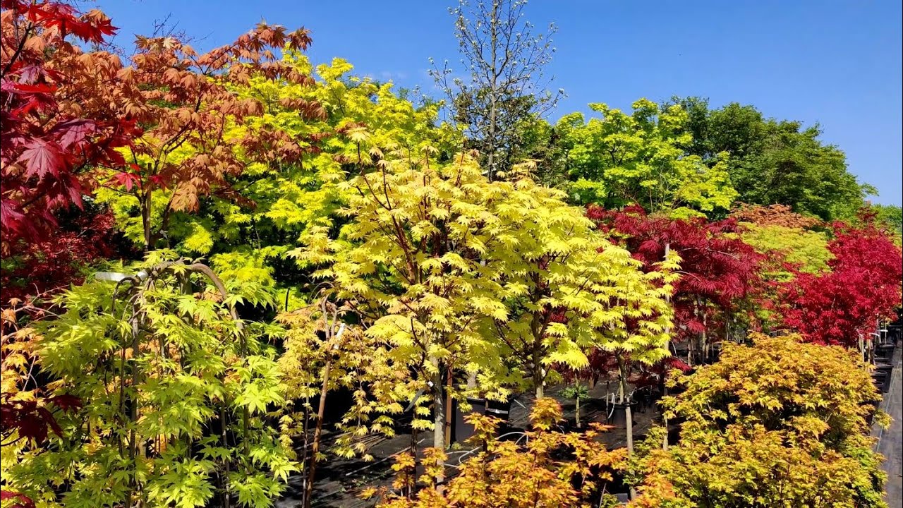 Japanese Maple Paradise at Baumschule Nielsen (Nursery) - Some Impressions, May 13 '23
