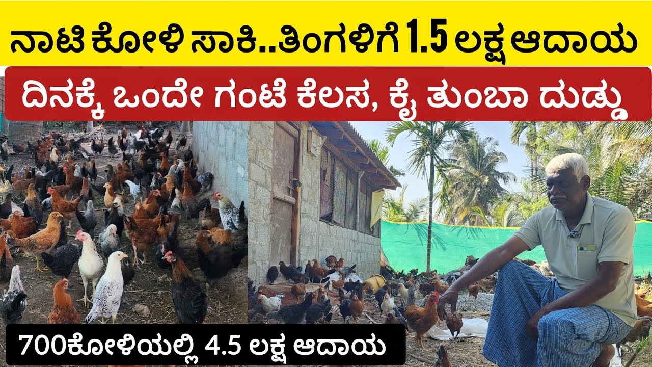 ನಾಟಿ ಕೋಳಿ ಸಾಕಿ ತಿಂಗಳಿಗೆ 1.5 ಲಕ್ಷ ಆದಾಯ 700 ಕೋಳಿಯಲ್ಲಿ 4.5 ಲಕ್ಷ ಆದಾಯ. ಕಡಿಮೆ ಖರ್ಚು ಹೆಚ್ಚು ಲಾಭ ನಾಟಿಯಲ್ಲಿ 