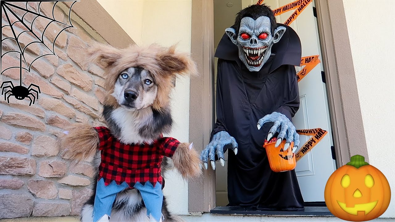 Мой щенок отправляется выпрашивать сладости на Хэллоуин!