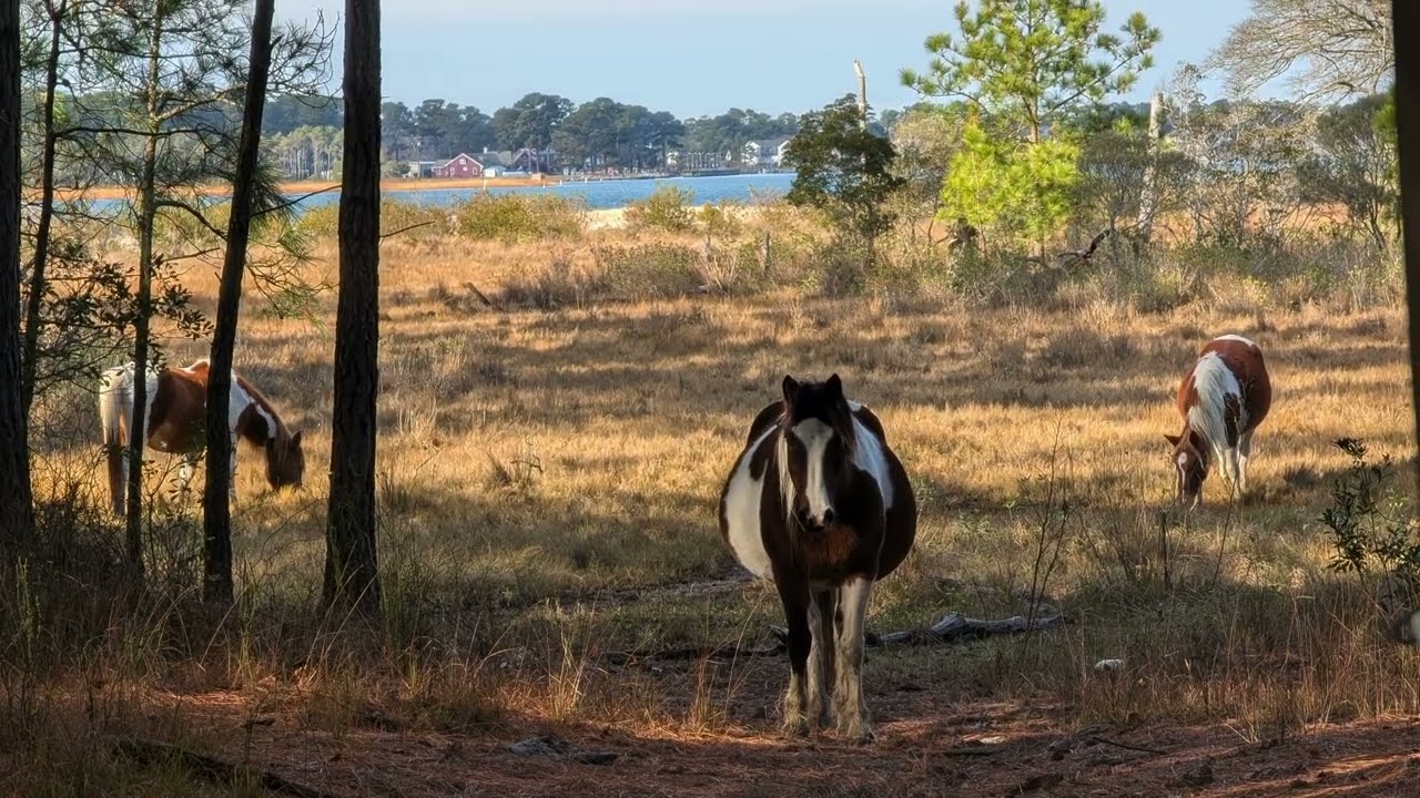 Wild Horses of Chincoteague Island 8K| A Calm and Beautiful Forest Encounter
