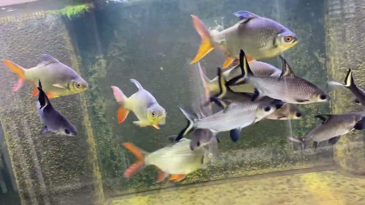 Bala shark and tinfoil barb update - getting big!  They wee just a few inches when I bought them.