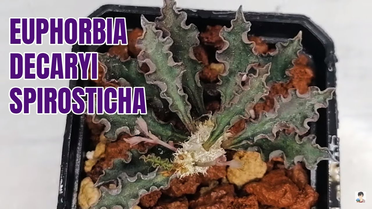 suculentas euphorbia decaryi spirosticha donsuculento