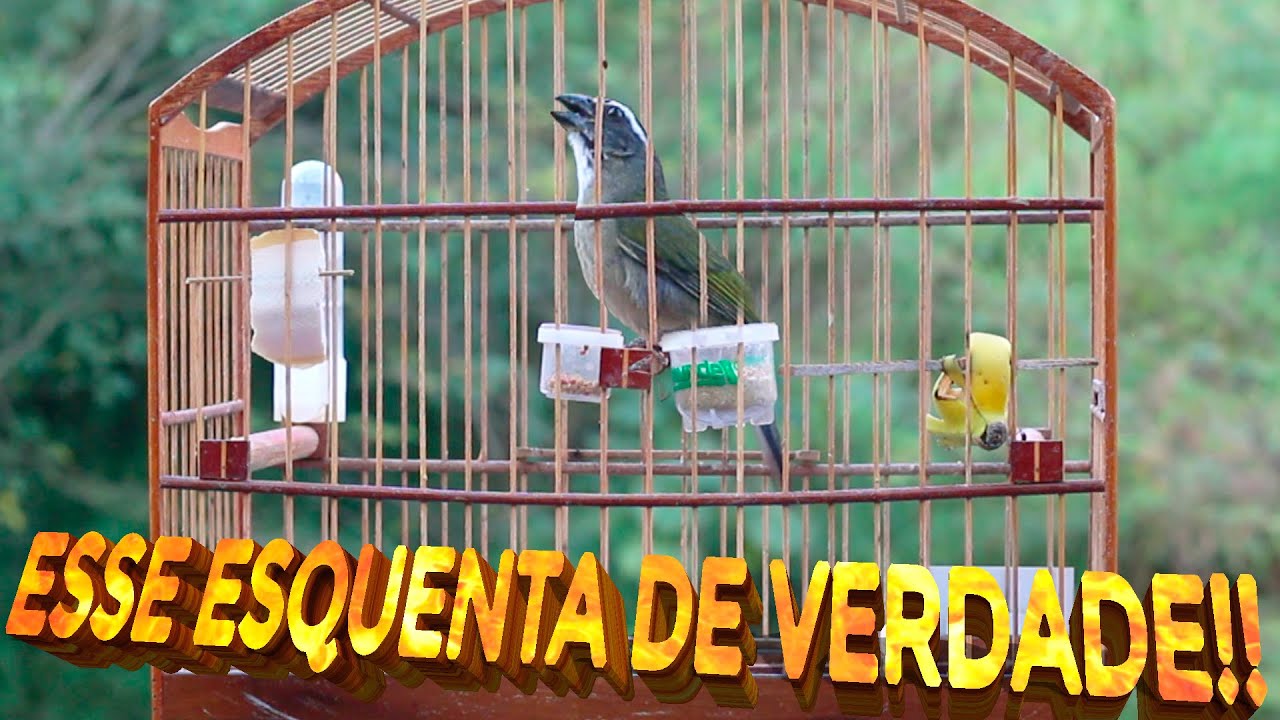 Esse vai ABRIR o CANTO do seu TRINCA FERRO ao MÁXIMO! Trinca Ferro MAQUINA no MATO!