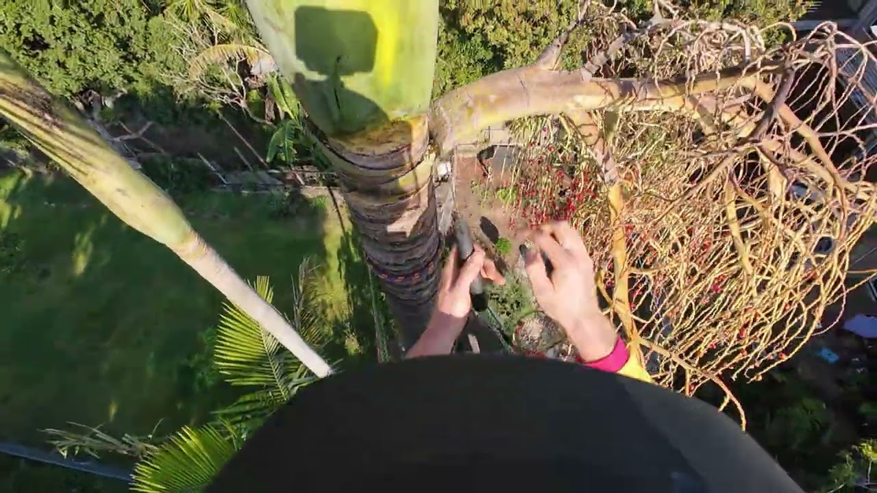 250909 - Archontophoenix alexandrae removal