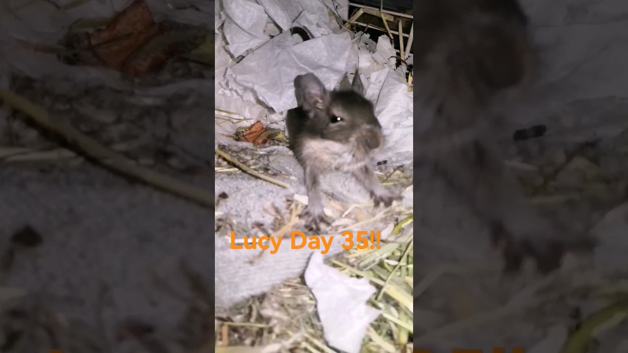 Lucy🧡 #funny #animals #degu #pet #shorts