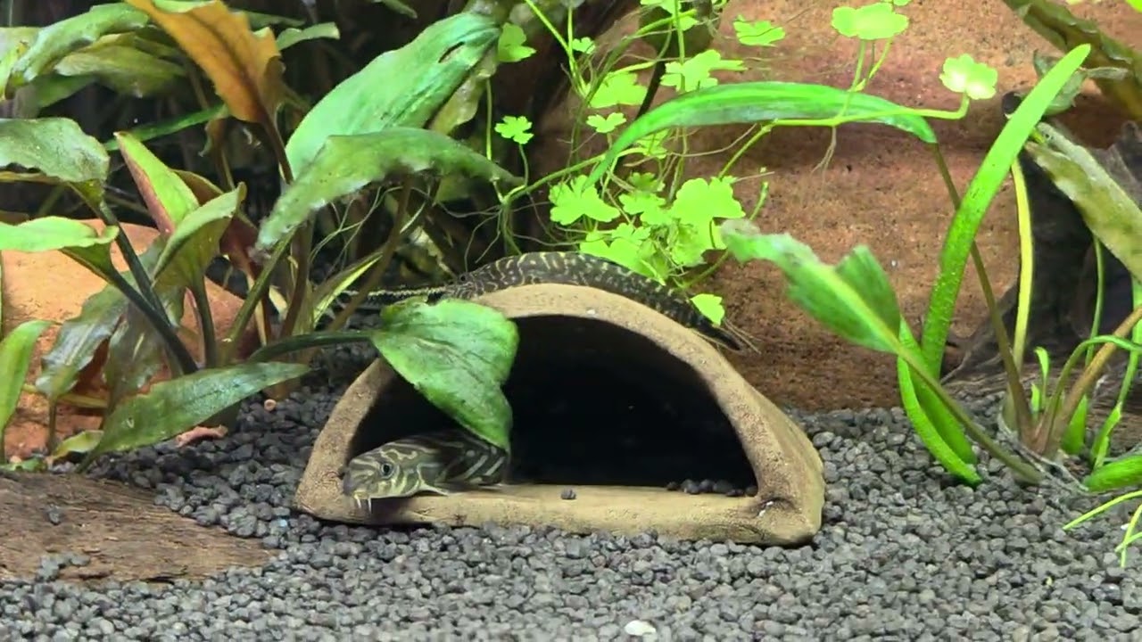 Akvariumai ir viskas apie juos