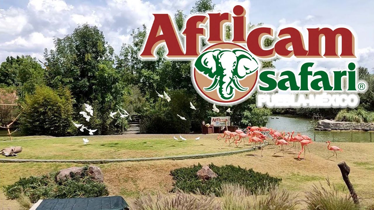 Africam Safari Puebla Show de Aves 2022