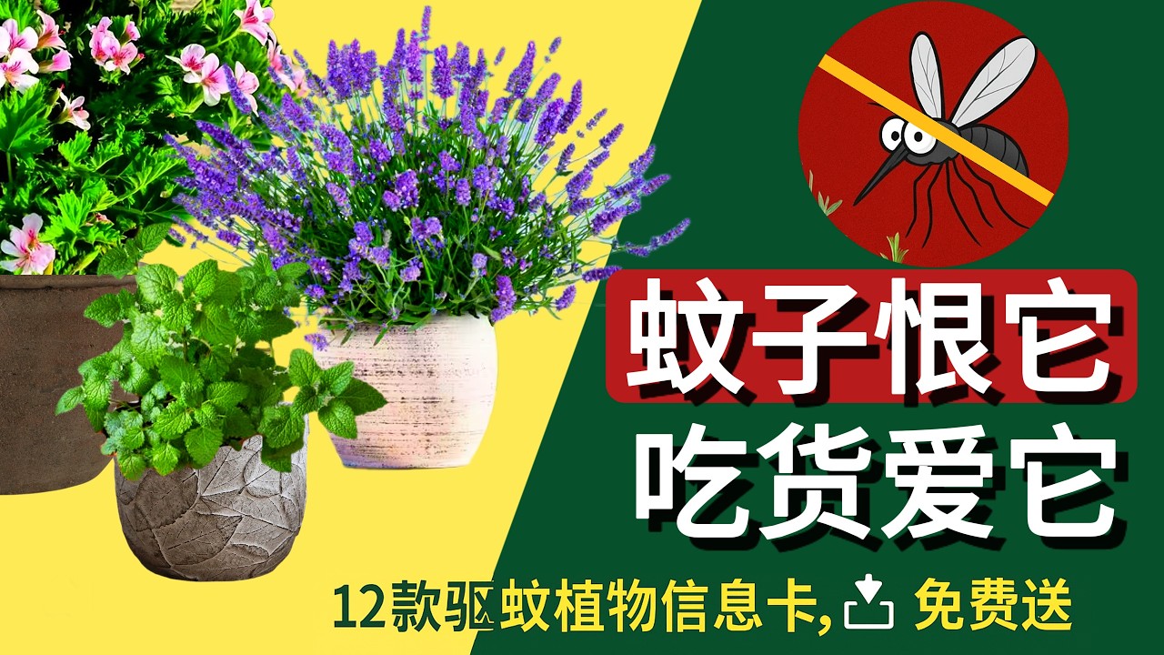 【避开坑】市面上70%驱蚊植物没用！真正有效的12种告诉你！Skip the Fakes: 12 Proven Mosquito-Repelling Plants That Really Work!