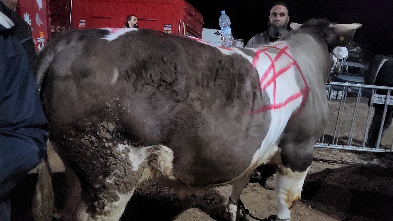 🔥🇲🇦خيرات موجودة في سوق الأسبوعي جمعة كيسر نقدم لكم أتمنة تور كزاري تاريخ تصوير 15/3/2024