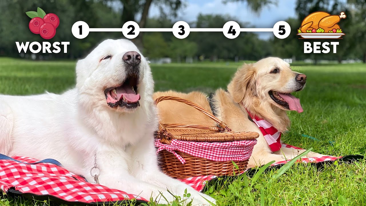 Our Dogs Rank Thanksgiving Foods from Worst to Best!