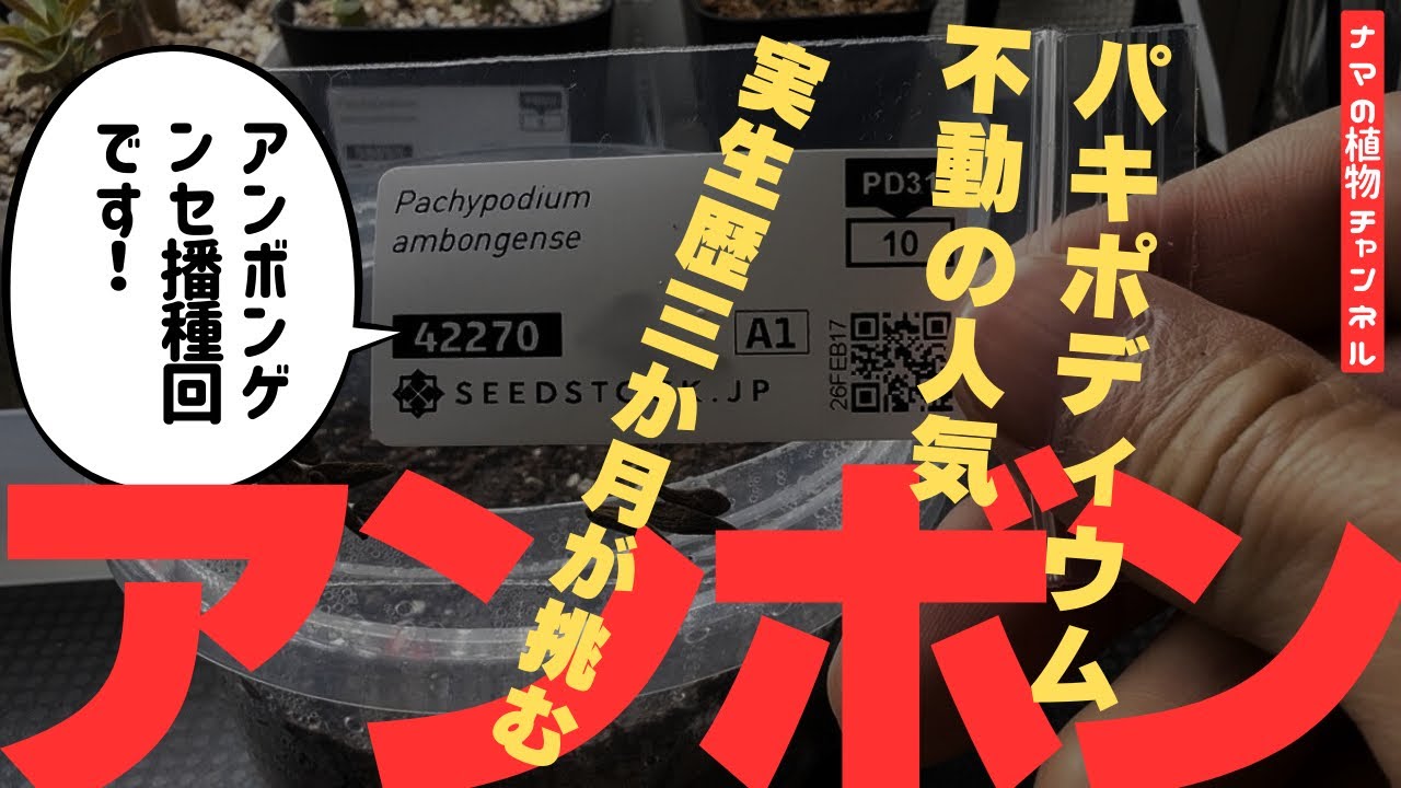 パキポディウム　アンボンゲンセ　播種！！！