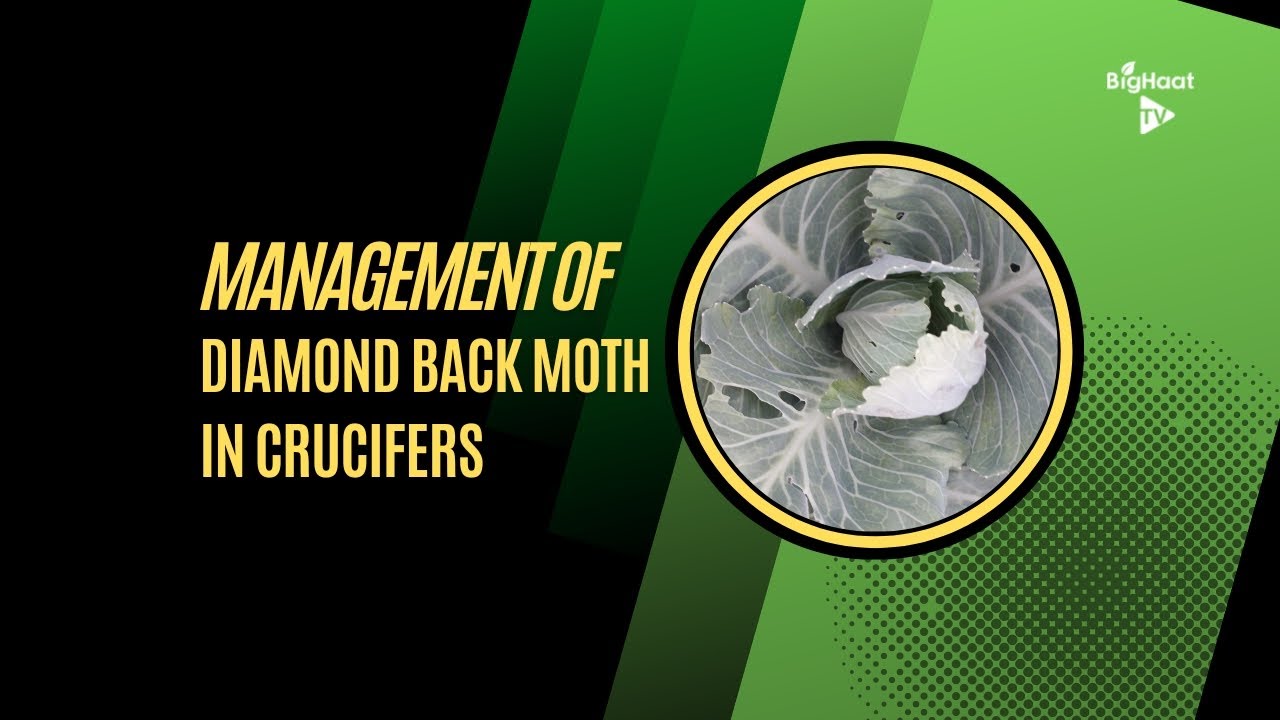 How To Control/Manage Diamond Backmoth(DBM) In Crucifers