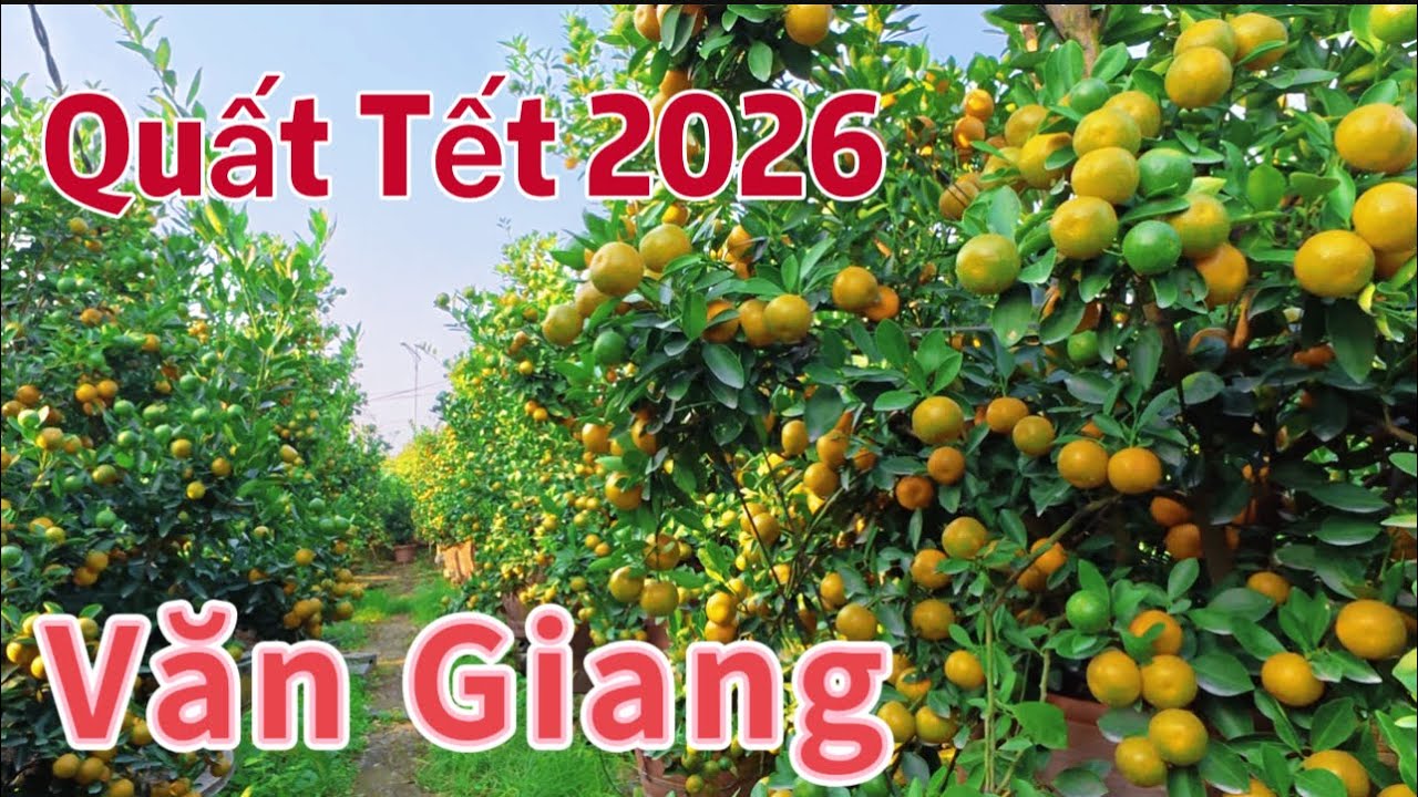 Quất cảnh “” Quất Chum XÃ THẮNG LỢI VĂN GIANG MỄ SỞ 