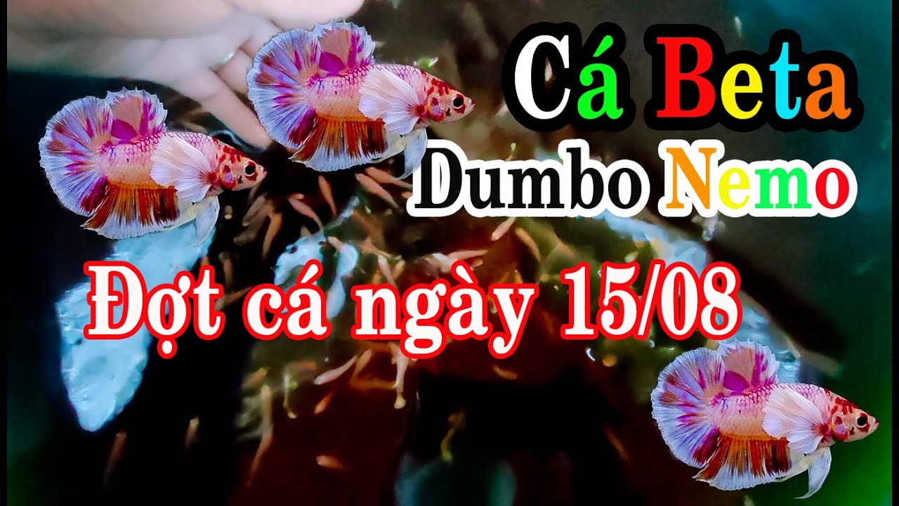D&ograve;ng C&aacute; Dumbo nemo betta mới | Phước phụ hồ