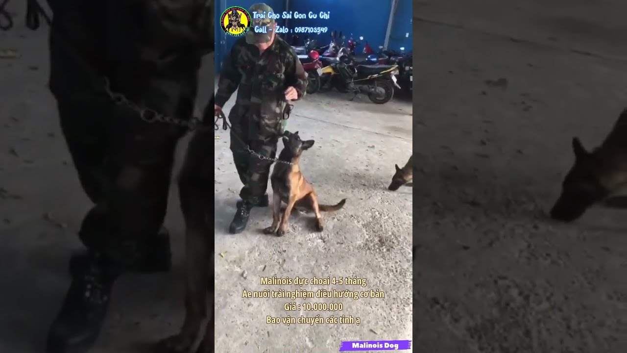 Chó béc giê bỉ thuần chủng - huấn luyện chó malinois đực choai 4-5 tháng nuôi trải nghiệm giá 10tr