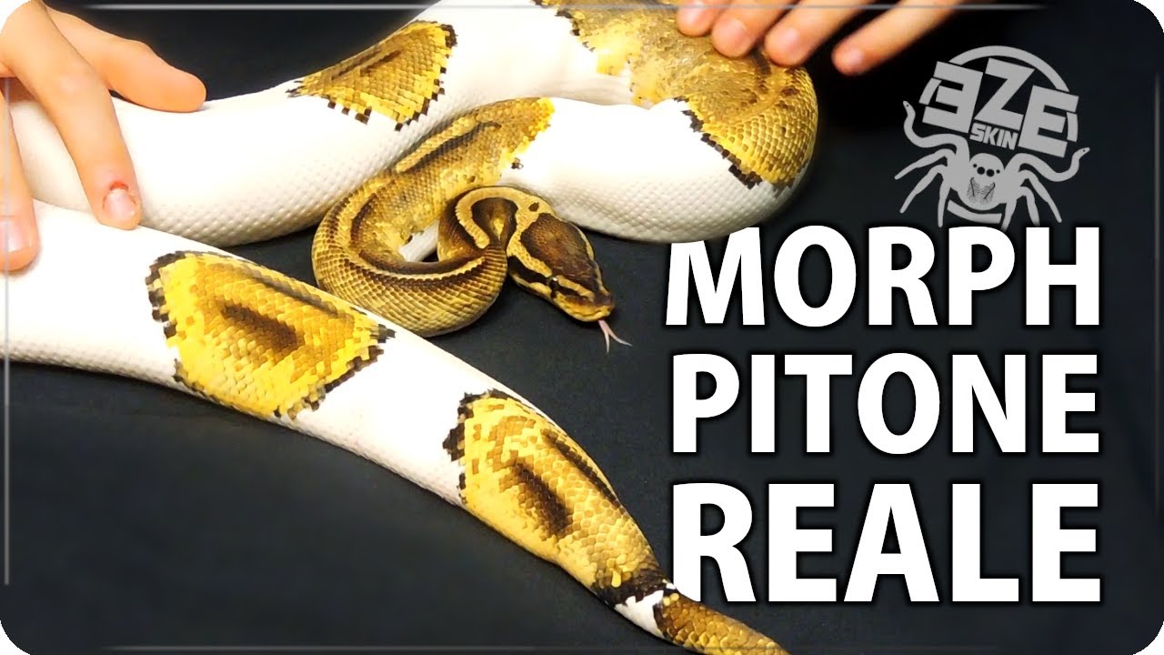 ALCUNI MORPH DI PITONE REALE : Python regius