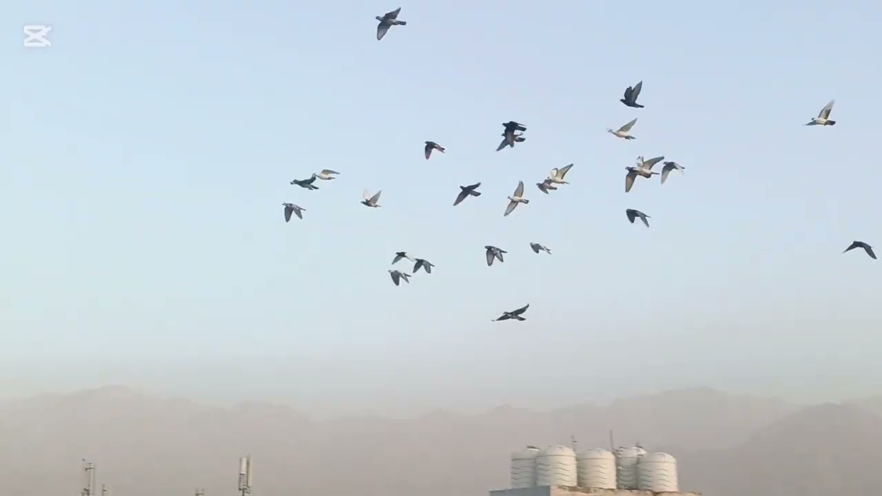 كش الحمام وصيد طير