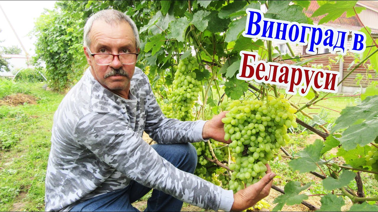 🔴🔴Виноградник Ляшкевича Дмитрия. Минская область. Беларусь.