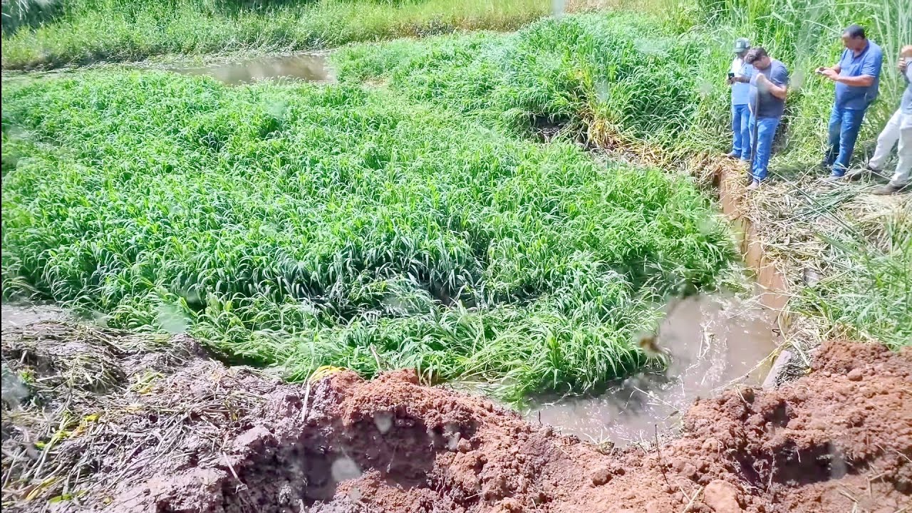 Olha tamanho da moita que passou no bueiro // Escavadeira hidráulica 