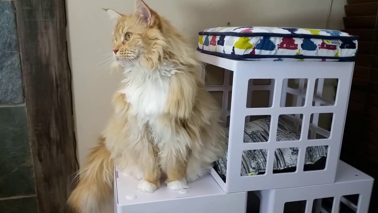 Katt3  conseils de l'Éduchateur assemblage