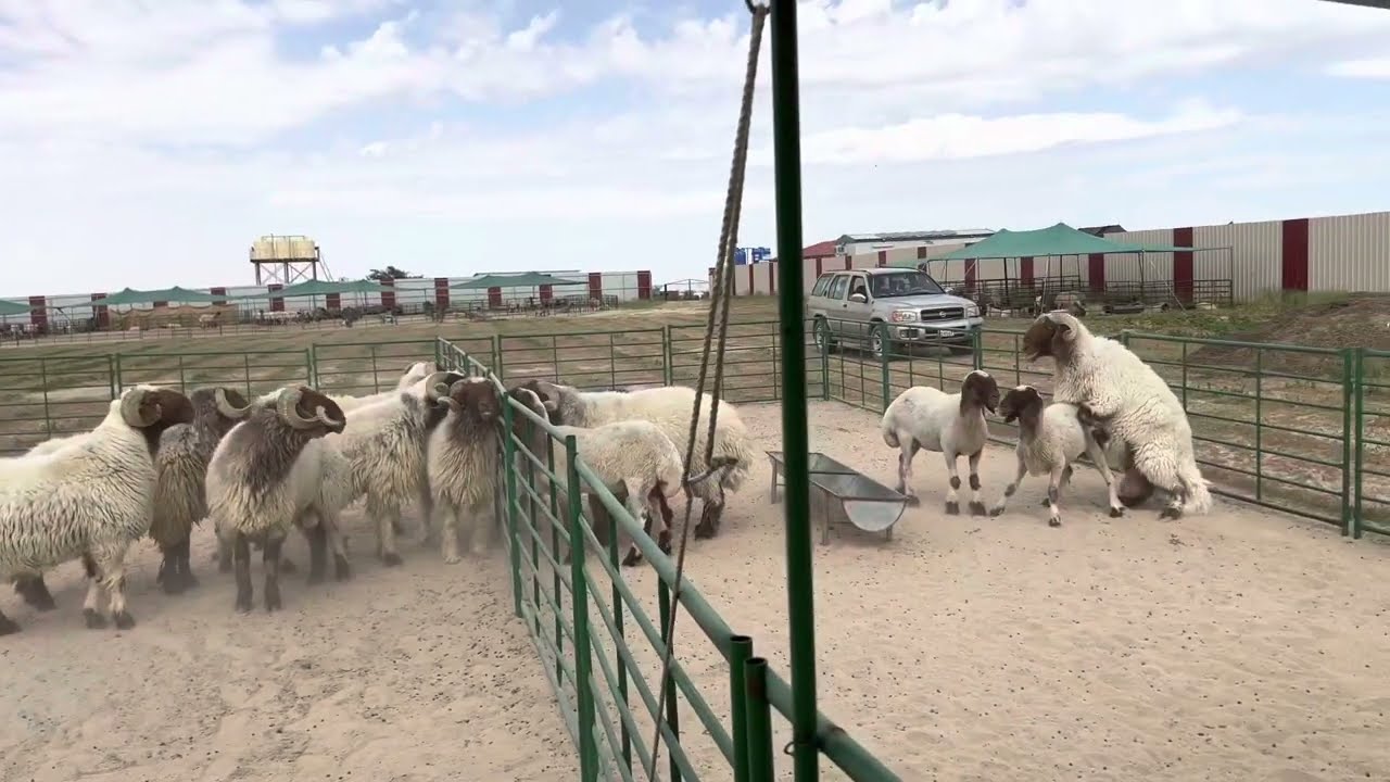 الاسفنجة المهبلية للاغنام ، مزامنة زمن الولادة للقطيع، زيادة امكانية ولادة التوام، رفع معدل الخصوبة