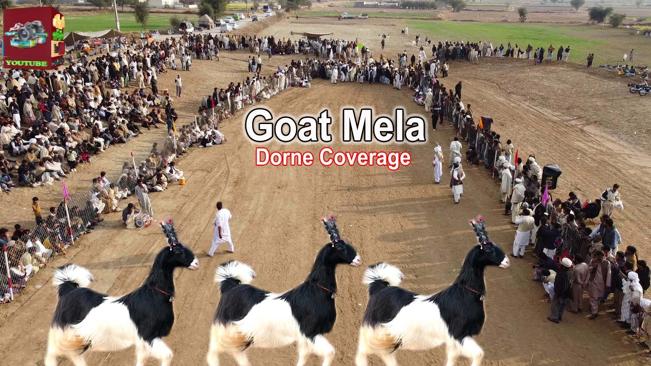 All Pakistan Bakrion Ka Mela ll Punjab Goat Festival Chakwal ll Full Drone Coverage