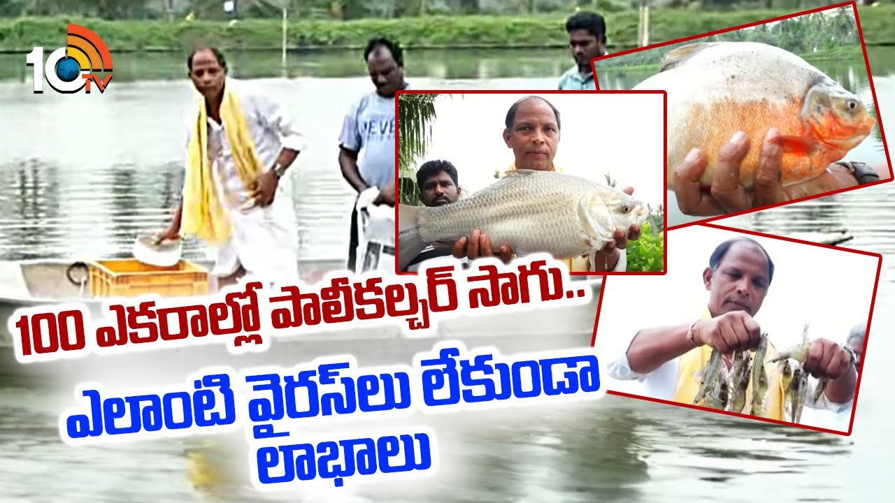 100 ఎకరాల్లో పాలీకల్చర్ సాగు.. ఎలాంటి వైరస్‌లు లేకుండా లాభాలు | Polyculture System | Matti Manishi