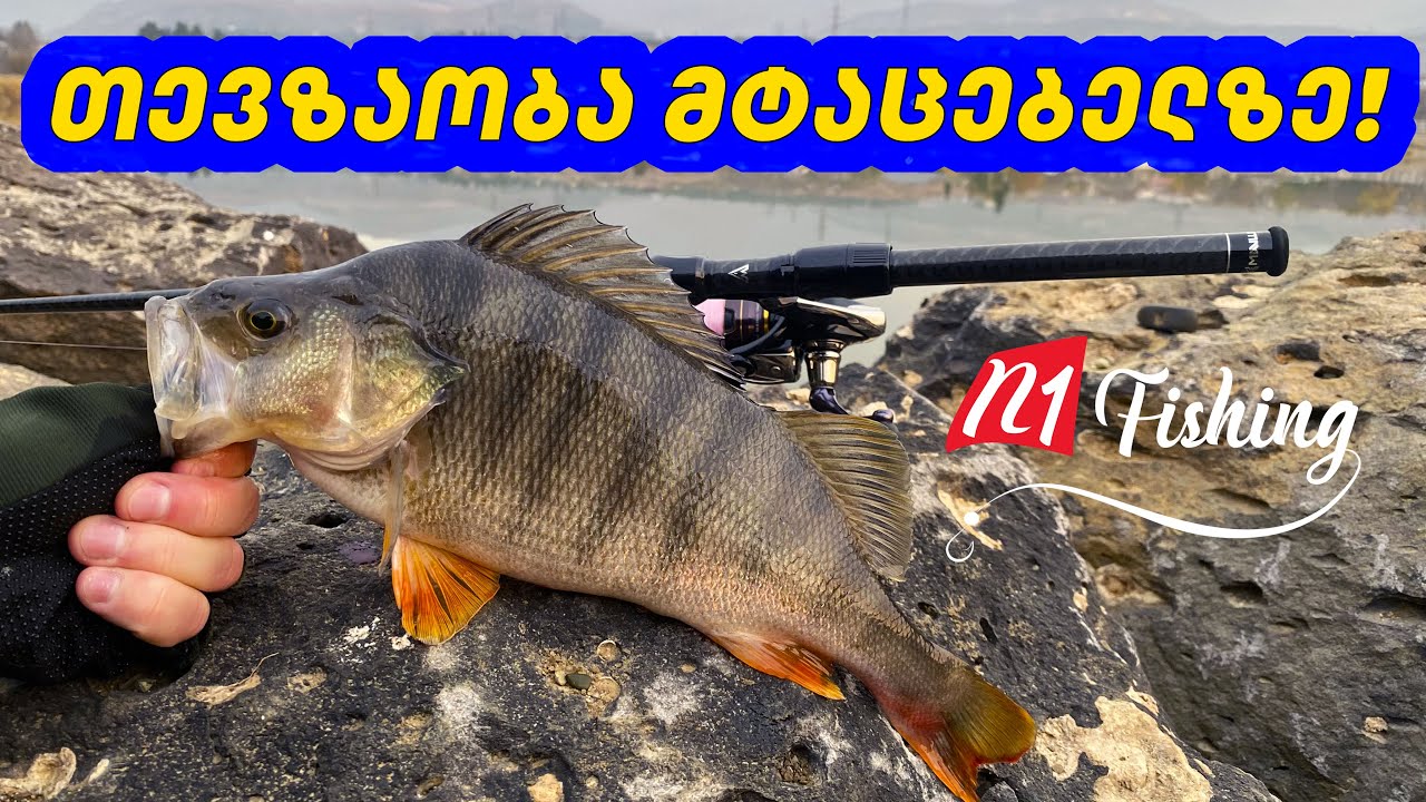 სპინინგით თევზაობა უცნობ ტბაზე / დიდი ზომის ქორჭილა