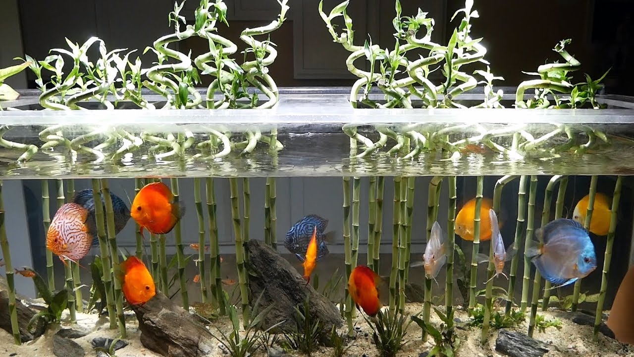 Fishroom Update 02/2018