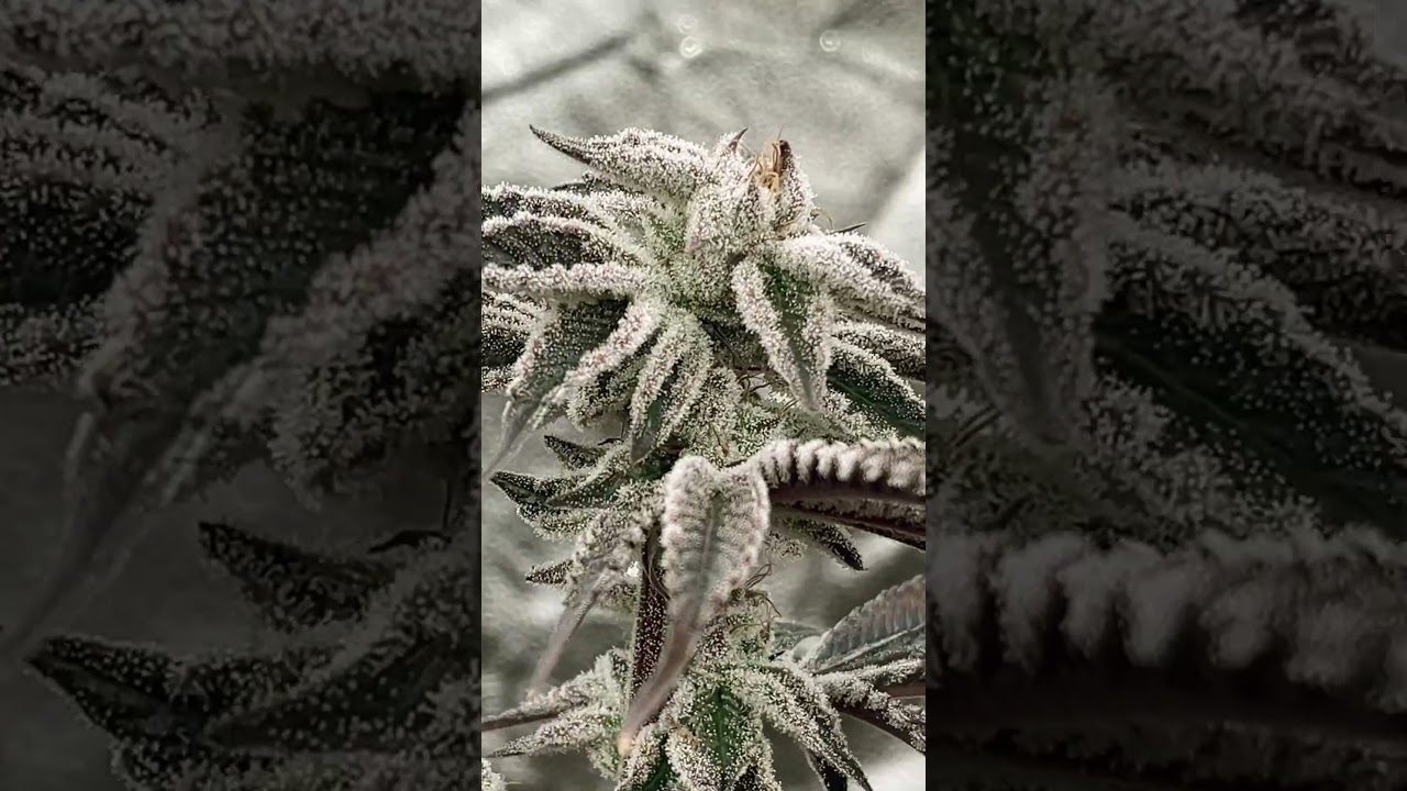 Fruity Pebbles OG, Skywalker OG, GDP ❄️❄️❄️Ice Ice Baby ❄️