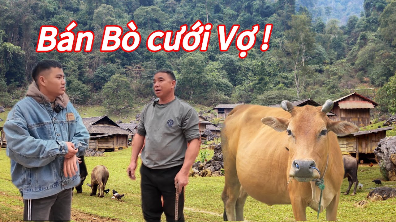 SỐC .! Bố‘ Hoa Cải Vàng ‘ Quyết Định Bán Bò Đi Hỏi Cưới Cho Con . Hành Trình Đi Kiếm Vợ Tập 7
