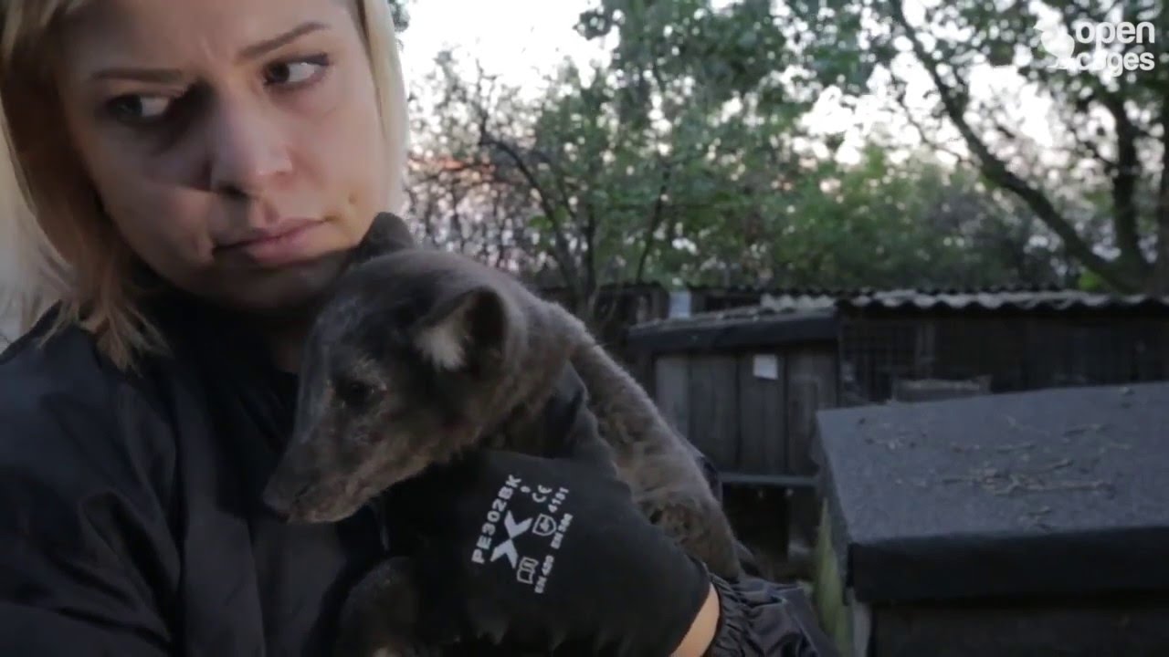 Fox cubs rescued - animals saved from slaughter