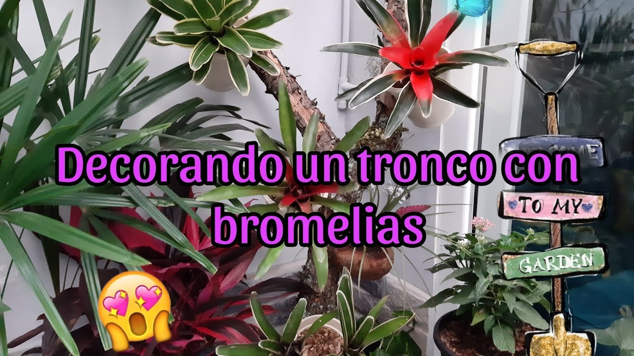 #DECORACIÓNDEUNTRONCOCONBROMELIAS 😍😍😍