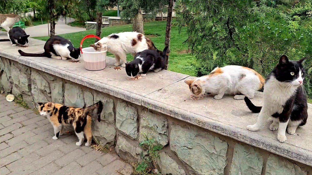 Feeding hungry Stray Cats