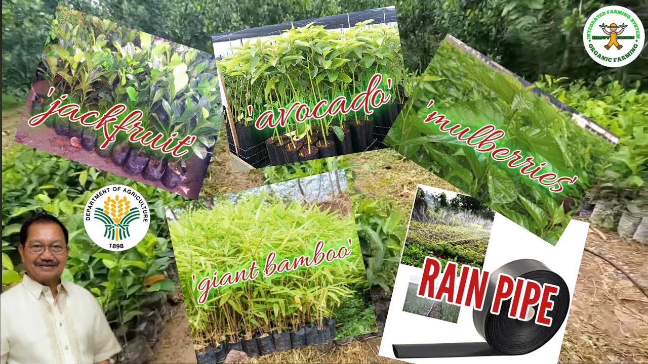 Part2 of avocado and jackfruit farming in the Philippines | By Sec. Manny Piñol