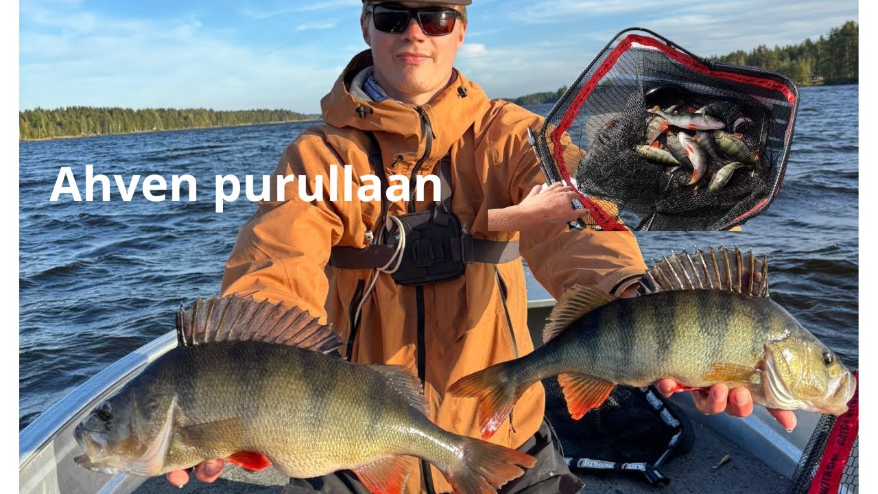 Ahven syö kovassa tuulessa