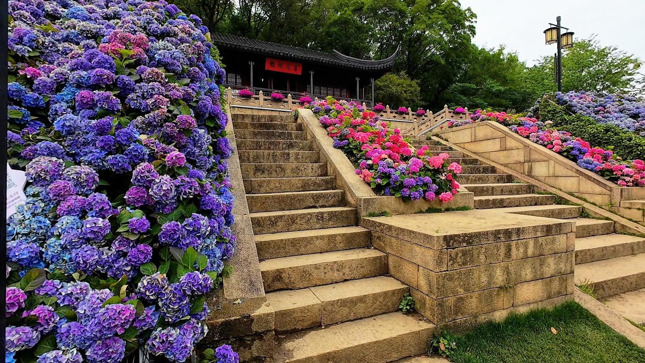 醉美花海 百花竞艳 | 上方山百花节 2025苏州花展  | 苏州上方山国家森林公园