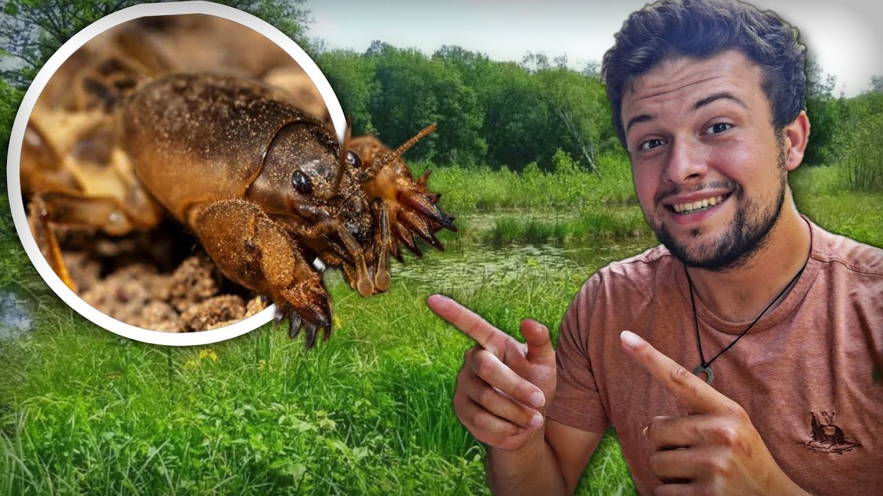 Tout savoir sur la courtilière ou taupe grillon, Collection Naturaliste n°26