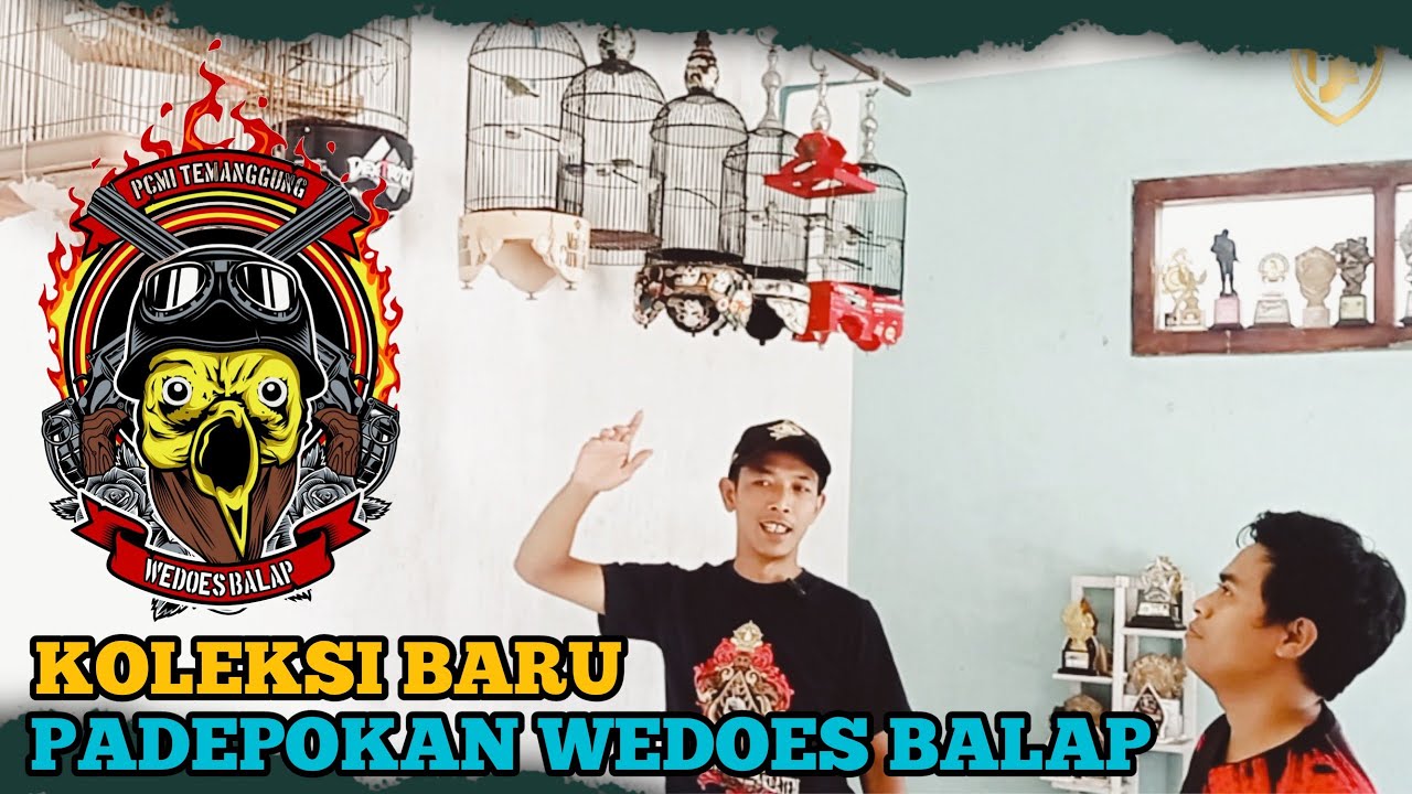 SIDAK RUMAH OM SULIS KOLEKSI PLECI BARU PADEPOKAN WEDOES BALAP - MARKAS TJM - #plecimania