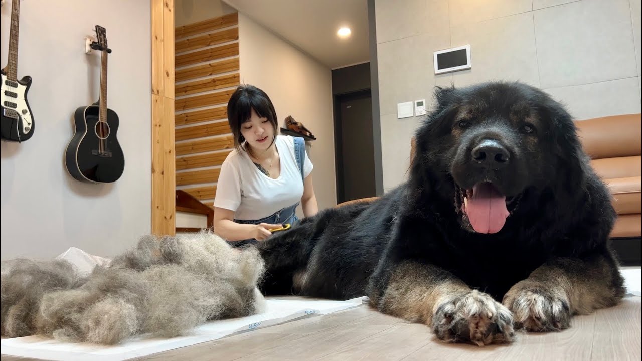 우리 집에 사는 곰만한 개ㅋㅋ