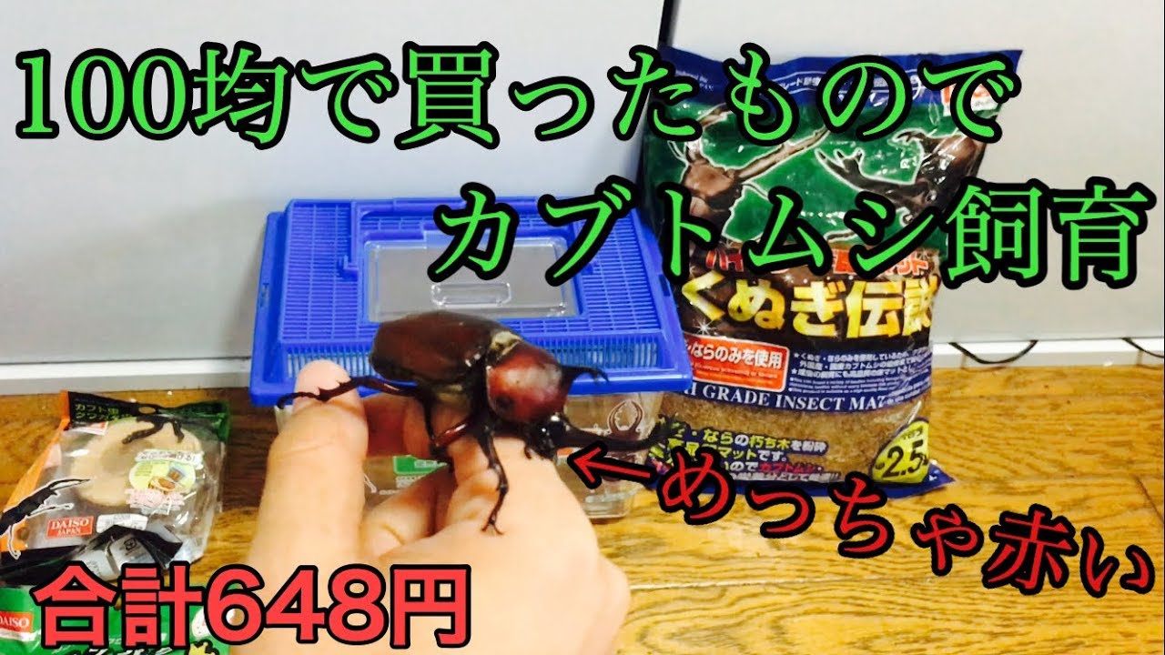 【カブトムシ、クワガタ虫】100均で買ったものでカブトムシ飼育してみた