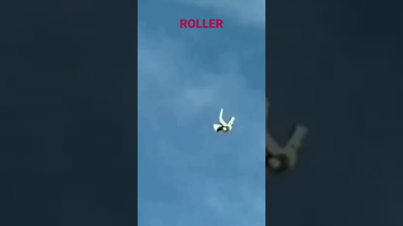 #roller #pigeon #pigeonvideo