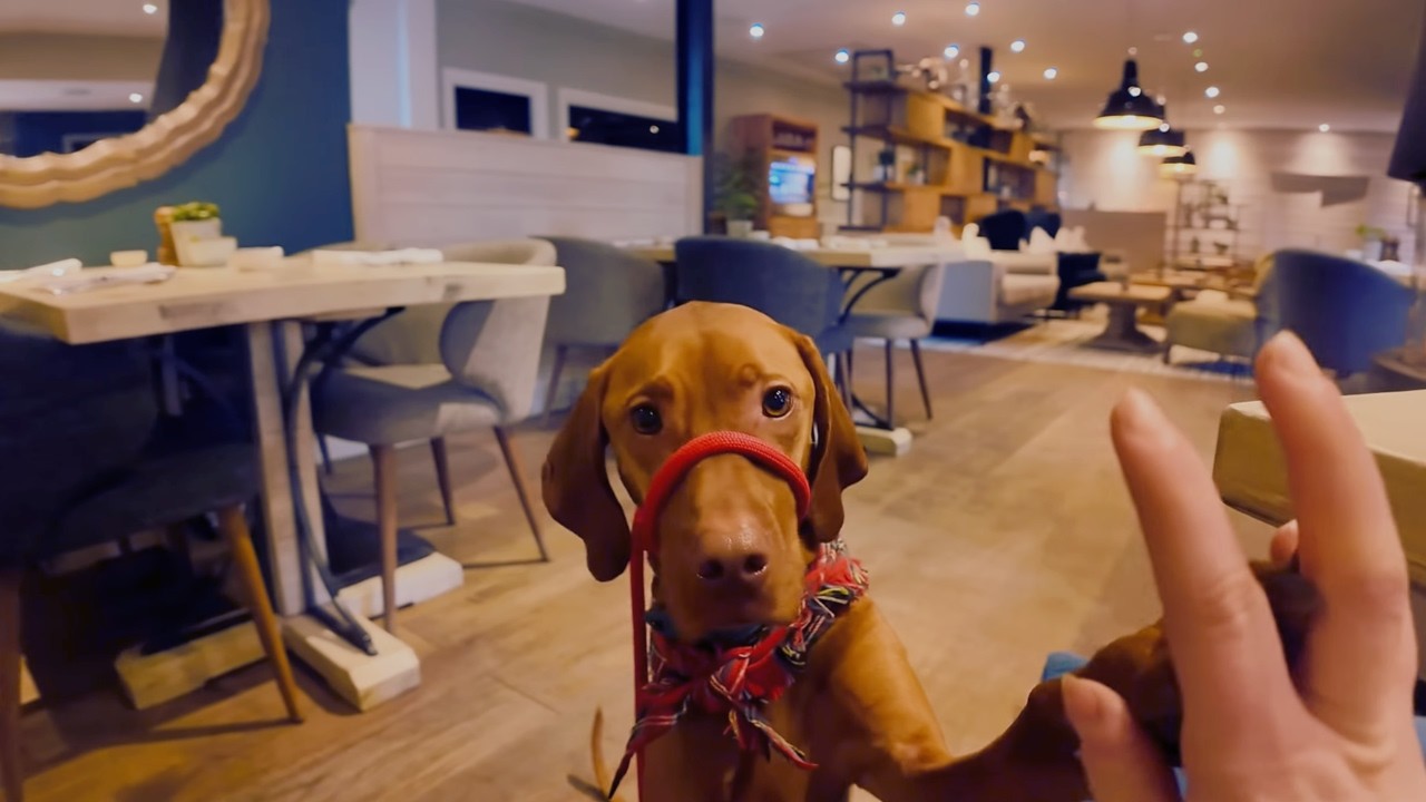 A Solo Stay in the Cotswolds | Testing One of the UK&rsquo;s Most Dog-Friendly Hotels